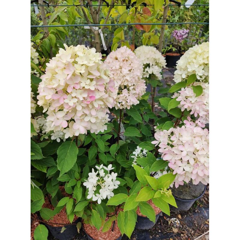 Rośliny towarzyszące hortensjom