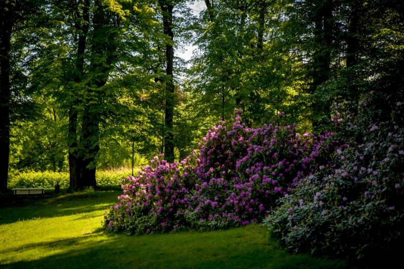 Sadzenie i pielęgnacja rododendronów
