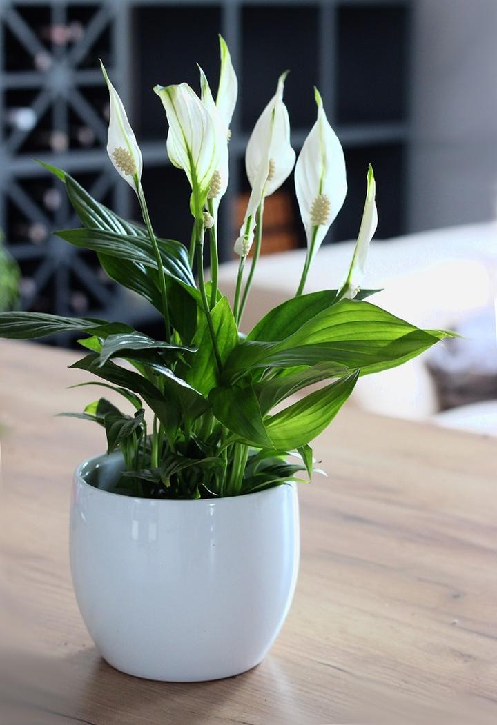 Stymulacja kwitnienia roślin