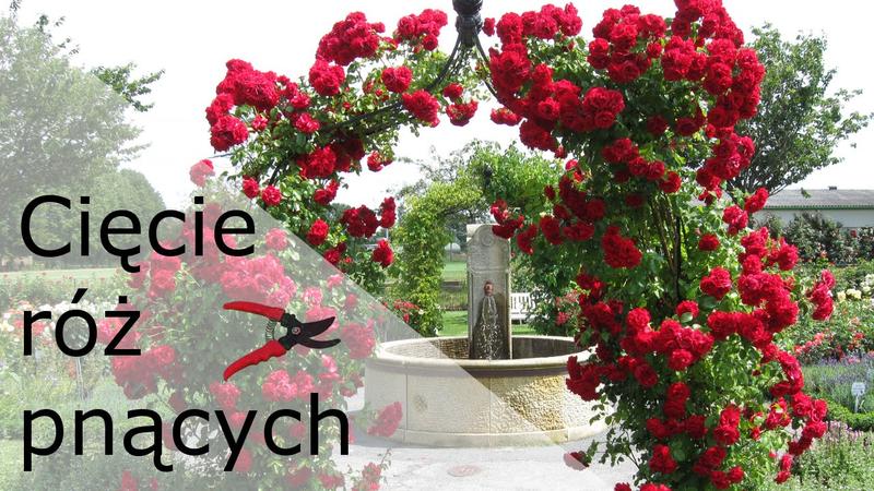 Techniki cięcia róż