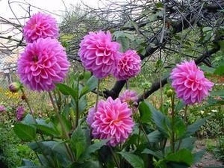 Termin sadzenia georginii