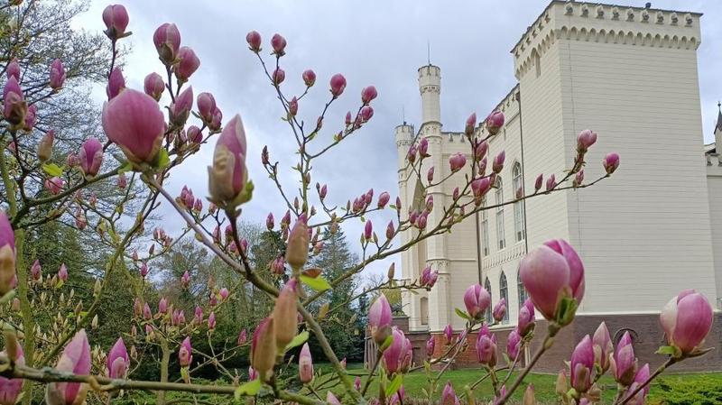 Terminy nawożenia magnolii w sezonie
