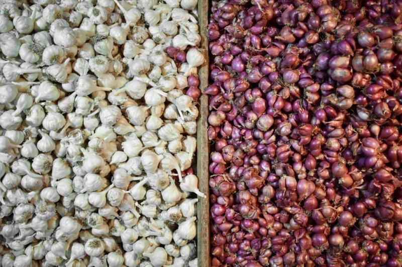 Uprawa czosnku wiosennego