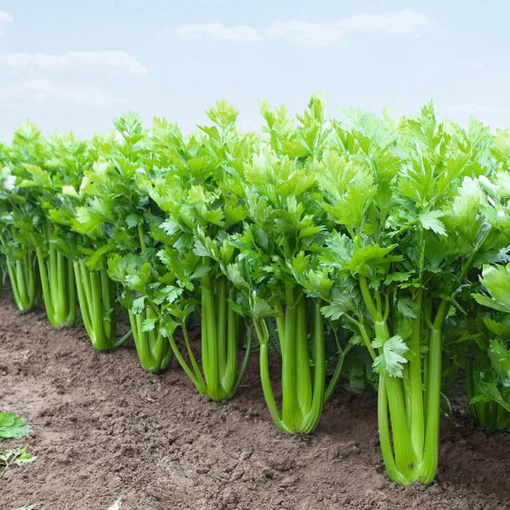 Uprawa selera naciowego