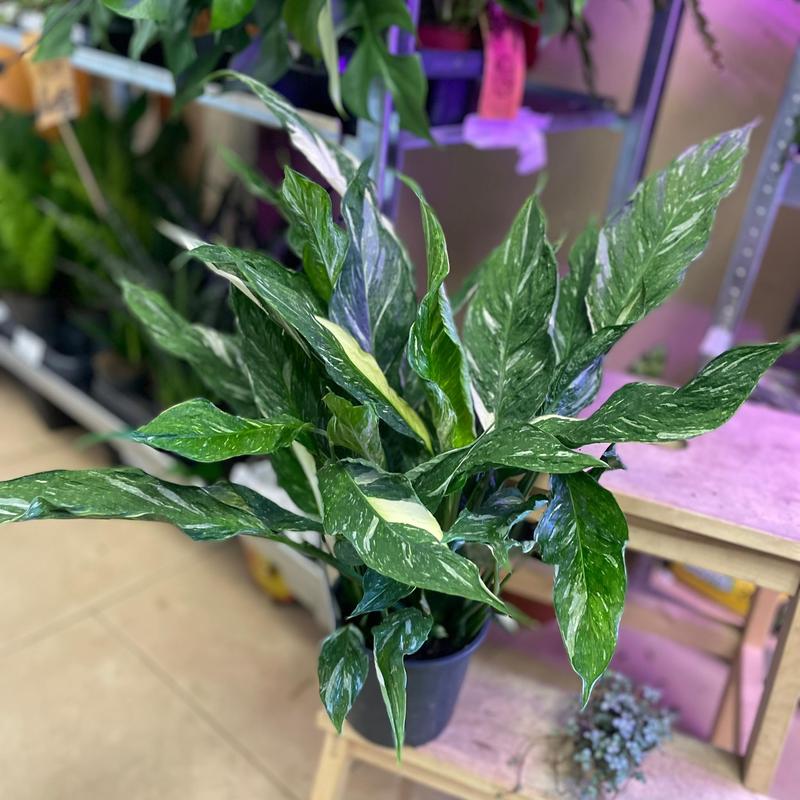 Warunki uprawy roślin doniczkowych