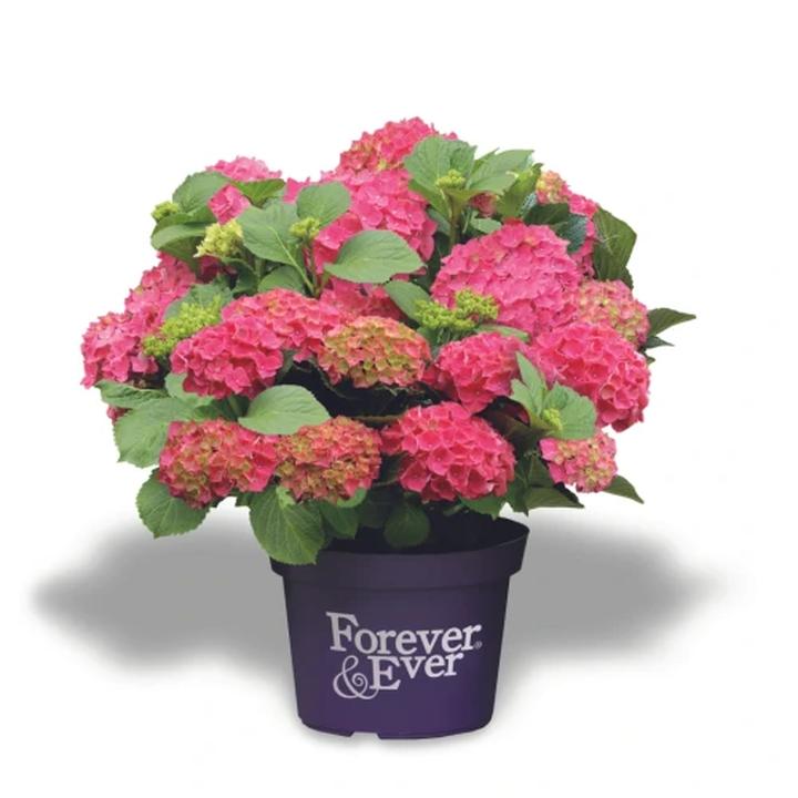 Wymagania glebowe hortensji