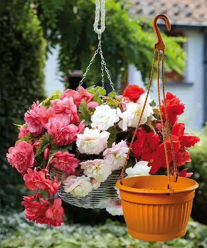 Zimowanie begonii w doniczce