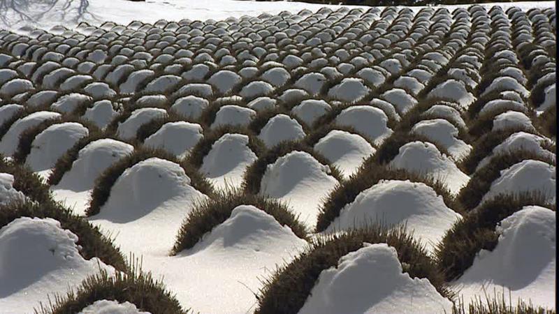 Zimowanie lawendy w doniczce