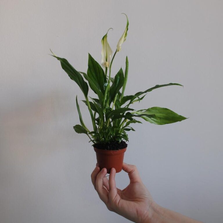 Dlaczego skrzydlokwiat nie kwitnie? Praktyczny poradnik ratunkowy dla Twojej rośliny