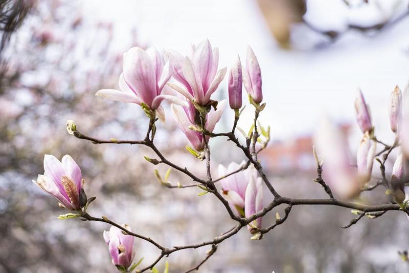 Jak skutecznie nawozić magnolie domowym nawozem? Praktyczne porady dla każdego ogrodnika
