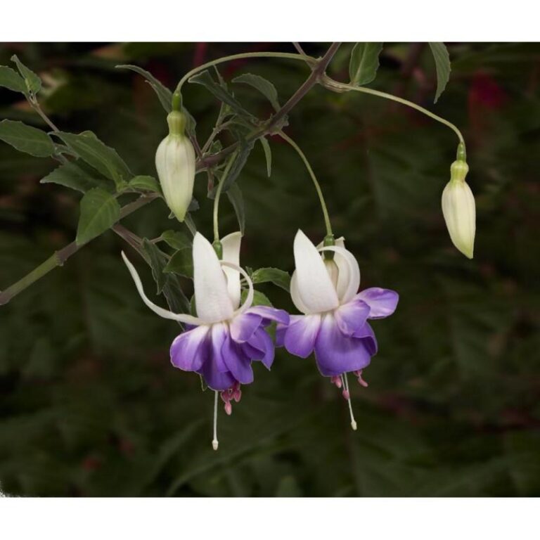 Jak z powodzeniem uprawiać i pielęgnować fuksję w doniczce?