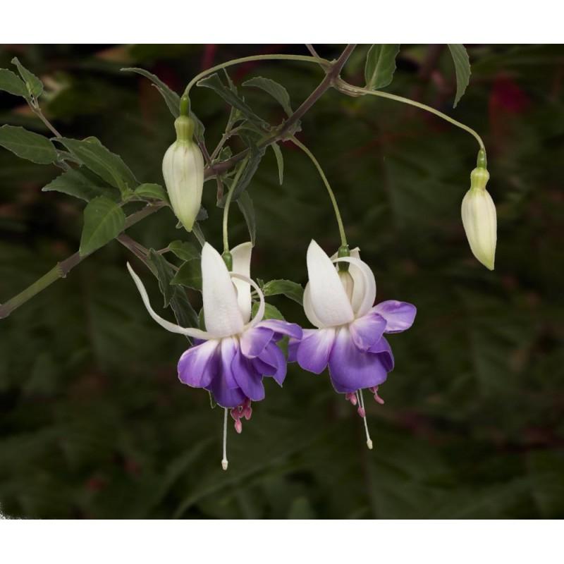 Jak z powodzeniem uprawiać i pielęgnować fuksję w doniczce?