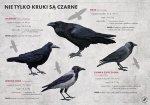 Kawka i gawron – jakie są kluczowe różnice między tymi ptakami?