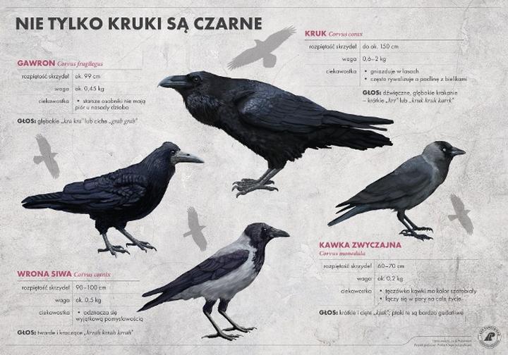 Kawka i gawron – jakie są kluczowe różnice między tymi ptakami?