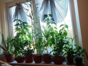 Kwiaty na parapet zewnętrzny, które nie sprawią ci kłopotów – proste w pielęgnacji rośliny do twojego domu