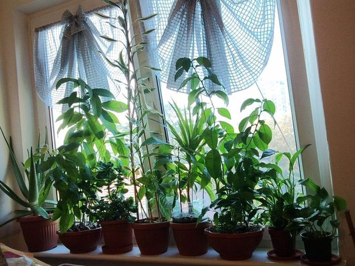 Kwiaty na parapet zewnętrzny, które nie sprawią ci kłopotów – proste w pielęgnacji rośliny do twojego domu