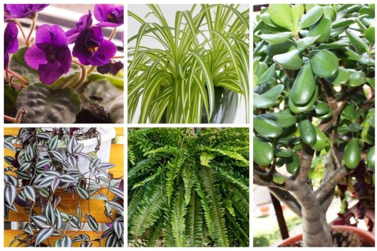 Kwiaty popularne w PRL – jakie były i czy nadal możemy je spotkać?