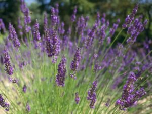 Praktyczny poradnik: Jak bezpiecznie przezimować lawendę w doniczce?