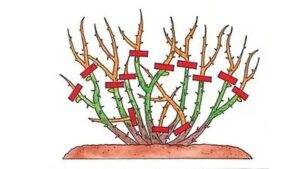 Praktyczny poradnik: Jak skutecznie przycinać róże po przekwitnieniu?