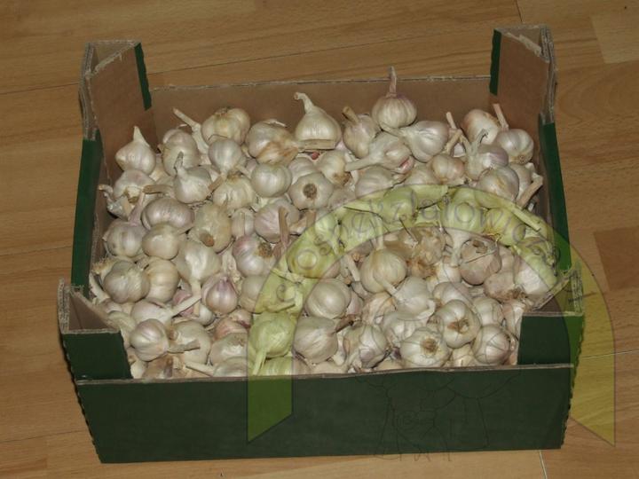 Sadzimy czosnek wiosenny: Kiedy i jak to zrobić, aby uzyskać obfite plony?