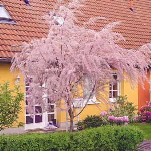 Sekrety pielęgnacji tamaryszka: jak dbać i nawozić roślinę po jej przekwitnieniu?