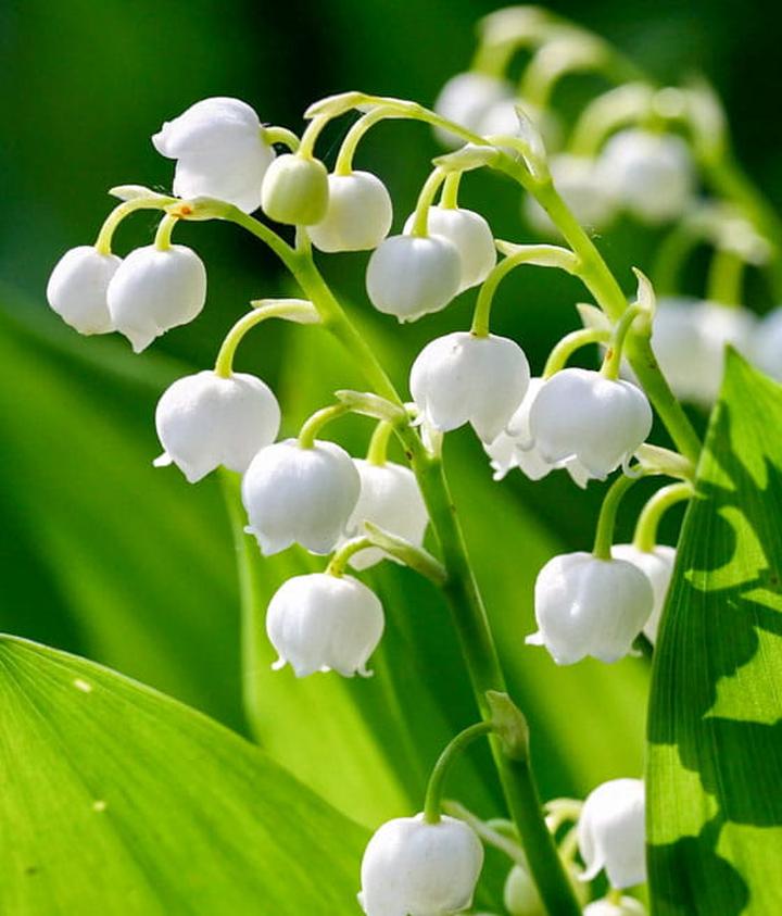 Najczęstsze problemy w uprawie konwalii