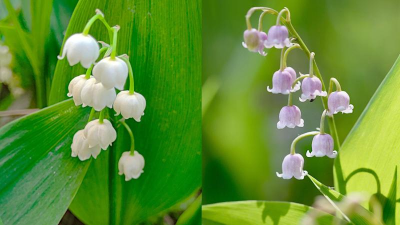 Pielęgnacja konwalii w ogrodzie