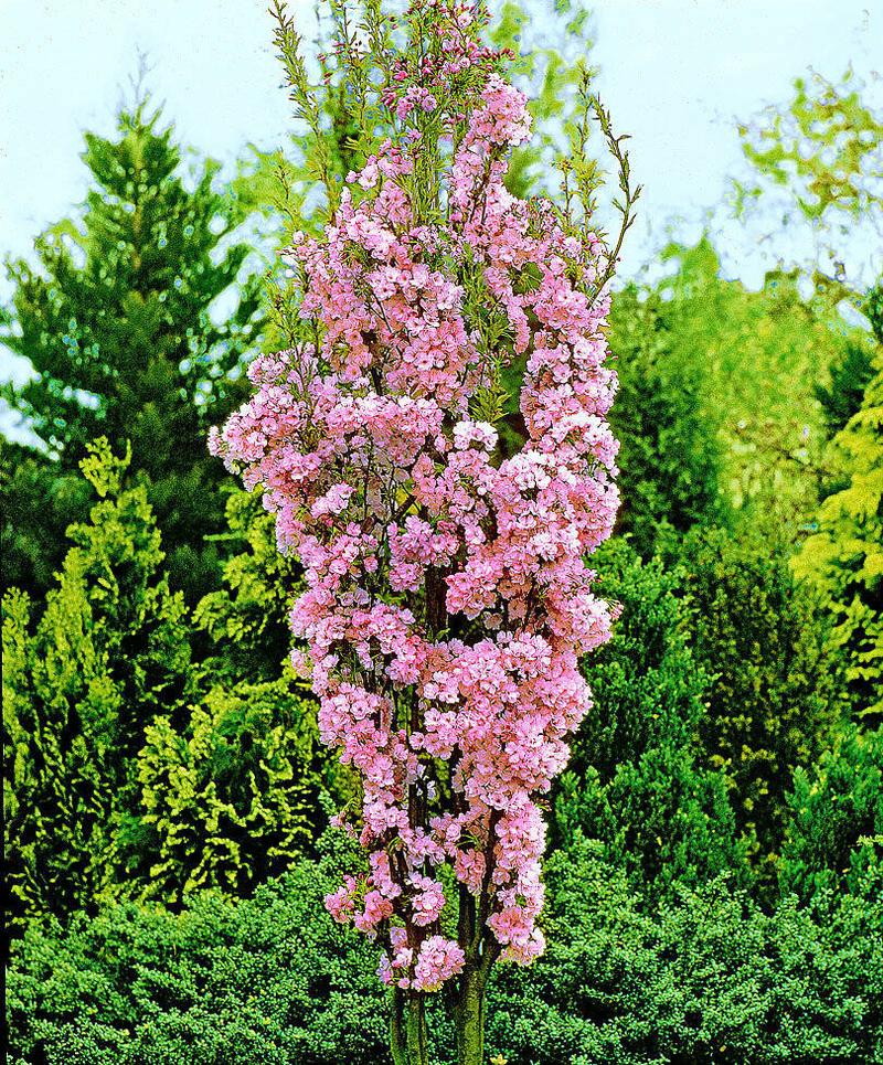 Pikowanie wiśni japońskich