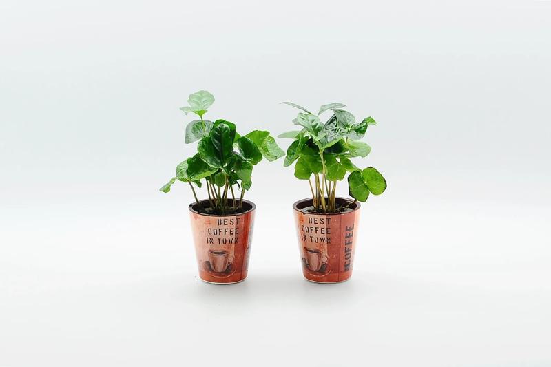 Podlewanie nawożenie i przycinanie kawowca