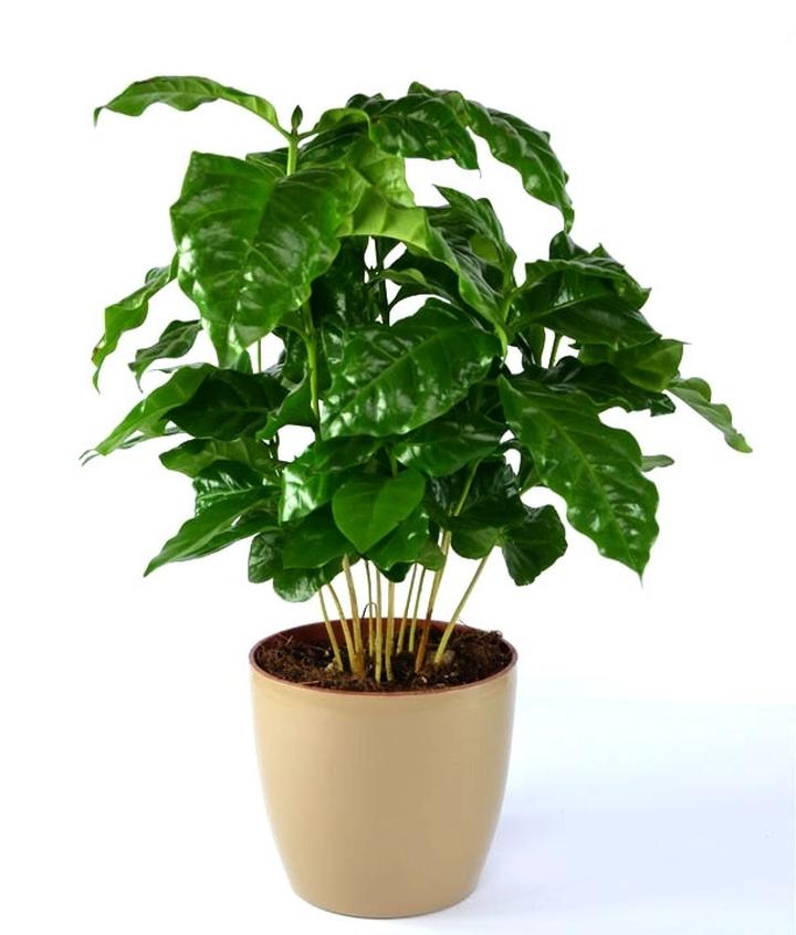 Uprawa drzewka kawowego w domu