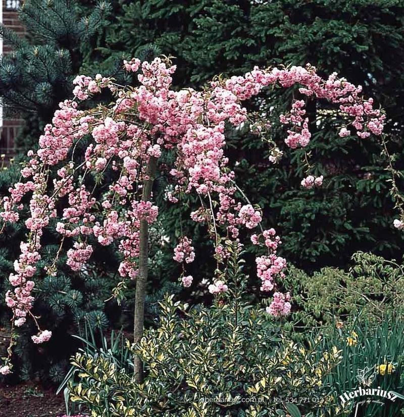 Wiśnia japońska w kuchni